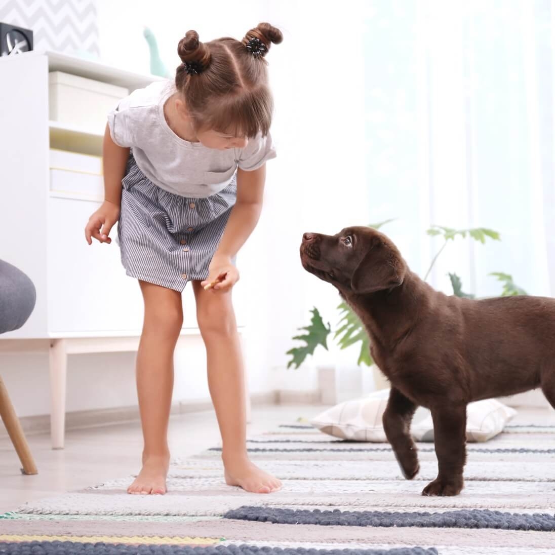 Puppy & Intro Adult Dog Training Package